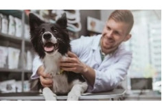 International Career Institute